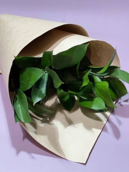 Ruscus à la botte