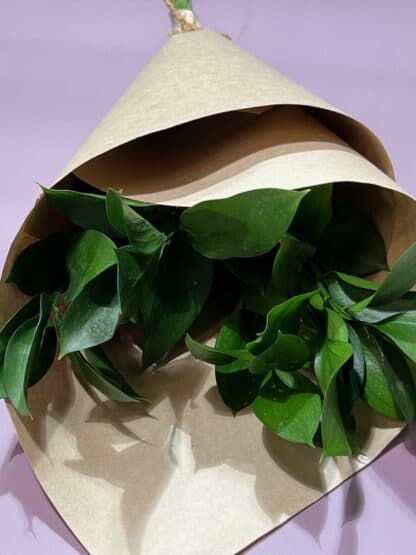 Ruscus à la botte – Image 2