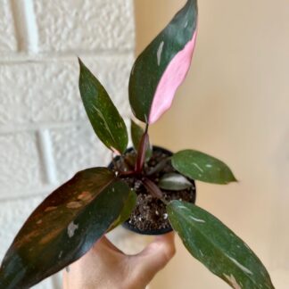 Philodendron pink princess 5"