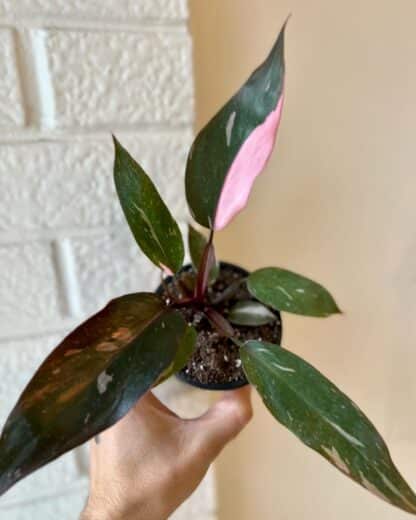 Philodendron pink princess 6"