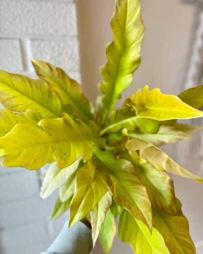 Philodendron Narrows Golden 3.5"