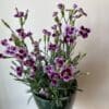 Dianthus pink kisses 4.5"