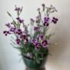Dianthus pink kisses 4.5" – Image 2