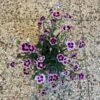 Dianthus pink kisses 4.5" – Image 3