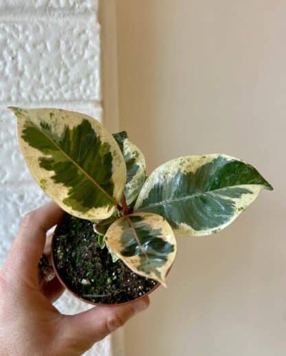Ficus Shivereana Moonshine 3.5"