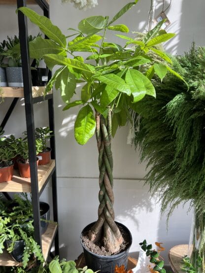 Pachira 10"