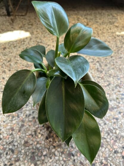 Philodendron Green princesse 5"