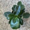 Philodendron Green princesse 5" – Image 2