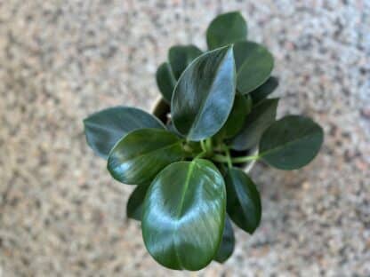 Philodendron Green princesse 5" – Image 2