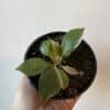 Philodendron white princess 3.5" – Image 2