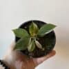 Philodendron white princess 3.5"