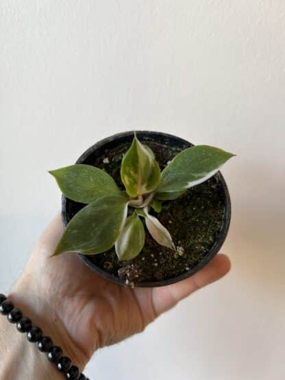 Philodendron white princess 3.5"