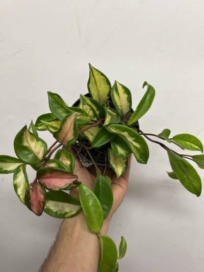 Hoya carnosa panache 5"