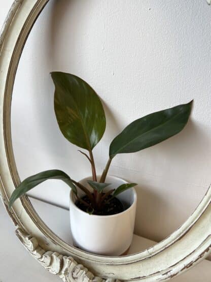 Philodendron Rojo Congo 4"