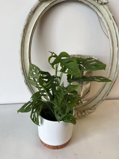 Monstera Swiss cheese