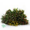Tulipes – Image 2