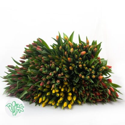 Tulipes – Image 2