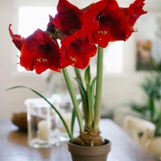 Amaryllis en pot de 6 pouces