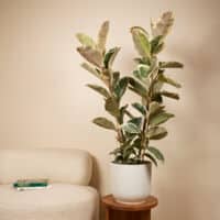 Ficus Elastica  Tineke panaché rose et blanc
