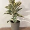 Ficus Elastica panaché rose et blanc