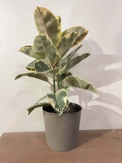 Ficus Elastica panaché rose et blanc