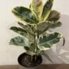 Ficus Elastica panaché rose et blanc – Image 2