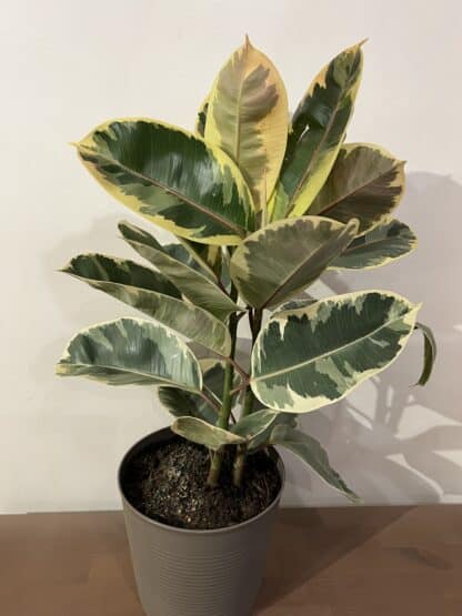 Ficus Elastica panaché rose et blanc – Image 2