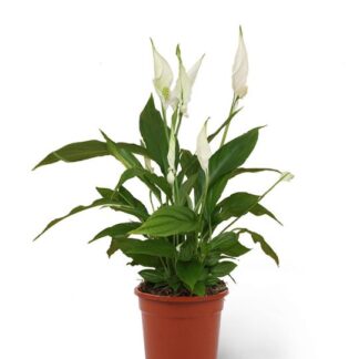 Spathiphyllum en pot de 4 pouces.