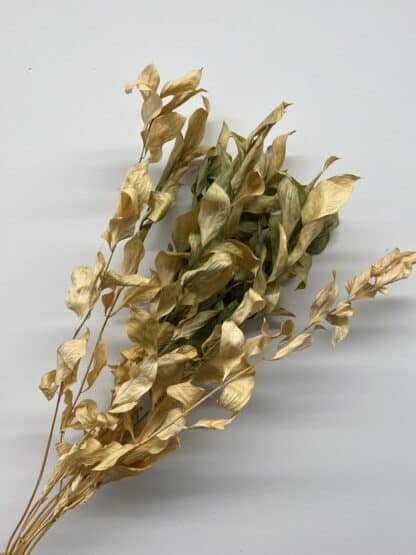 Ruscus Israël séché