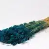 Phalaris colorés – Image 2