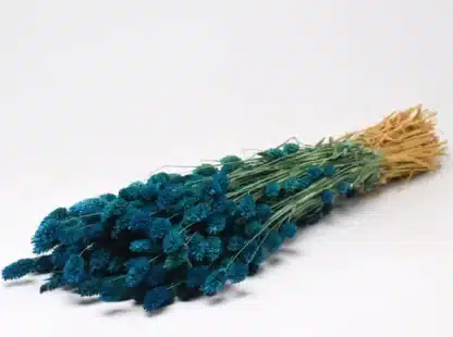 Phalaris colorés – Image 2