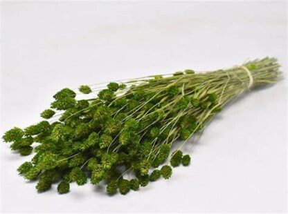 Phalaris colorés