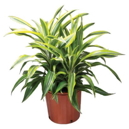 Dracaena 10"