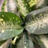 Dieffenbachia 10" – Image 2