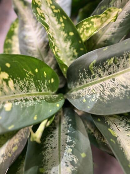 Dieffenbachia 10" – Image 2