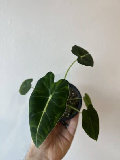 Alocasia Frydek 3.5"