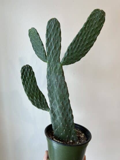 Cactus cartoon 6"
