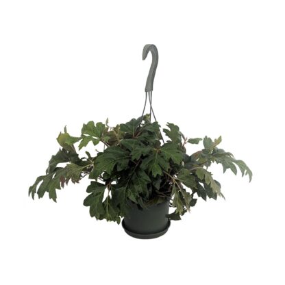 Cissus rhoicissus panier suspendu 6"