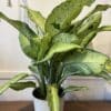 Dieffenbachia 10"