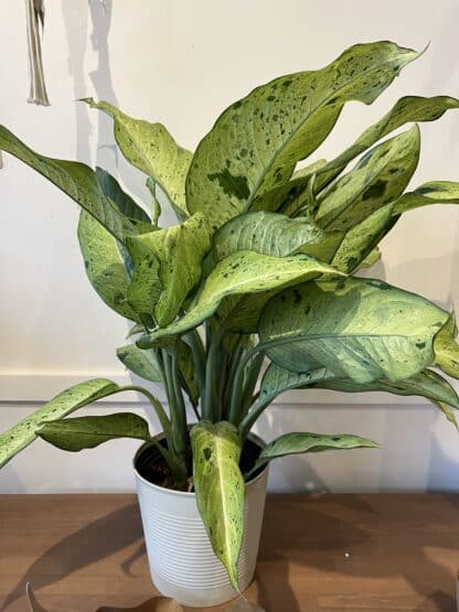 Dieffenbachia 10"