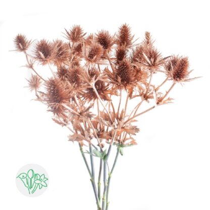 Eryngium copper Séchés