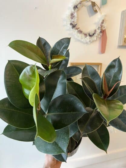 Ficus élastica 8"