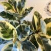 Ficus Panaché 10"