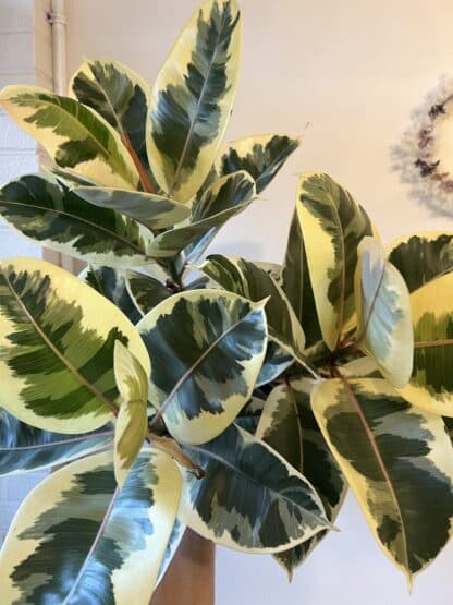 Ficus Panaché 10"