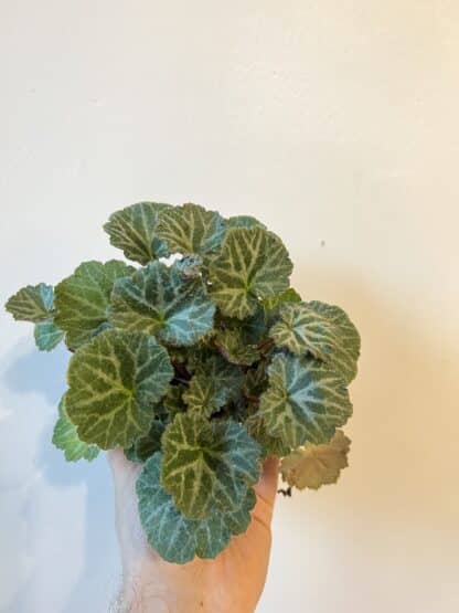 Begonia fraise 3.5"