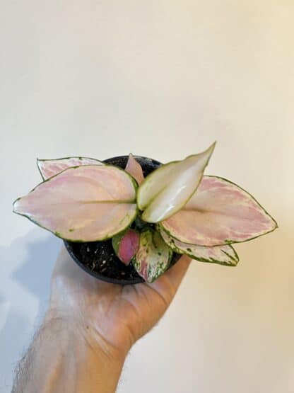 Aglaonema gelly red 3.5"