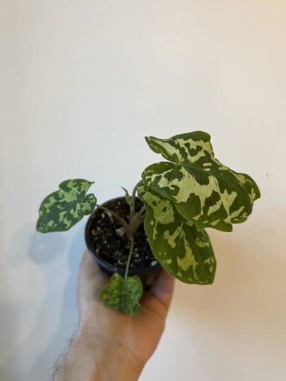Caladium hilo beauty 3.5"