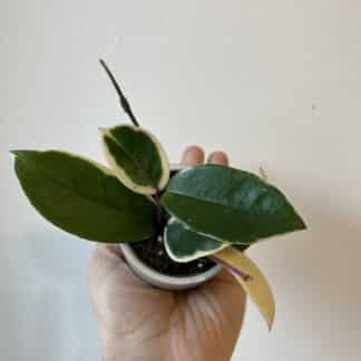 Mini Hoya 2.5"