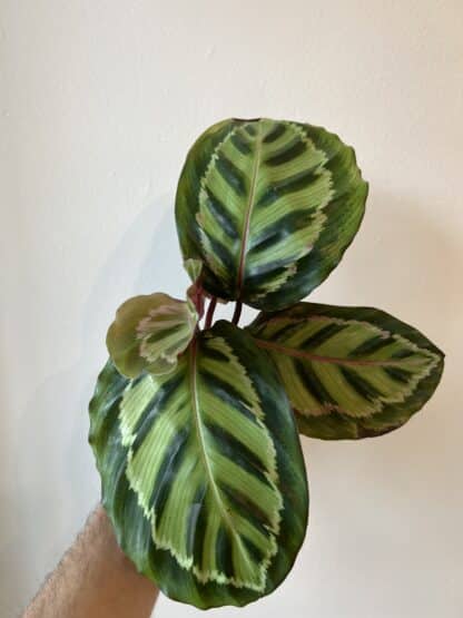 Calathea illustrious 3.5"