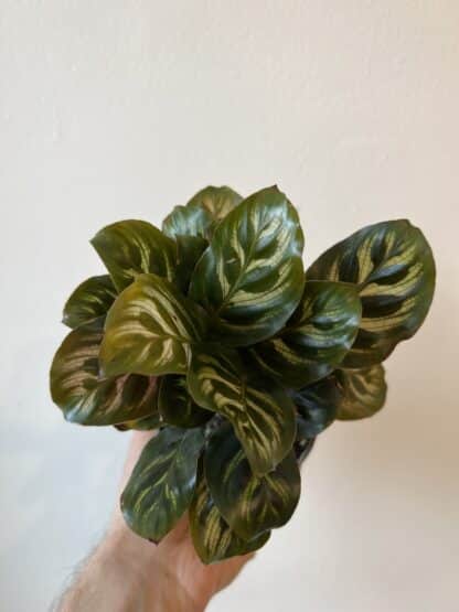 Calathea makoyana 3.5"